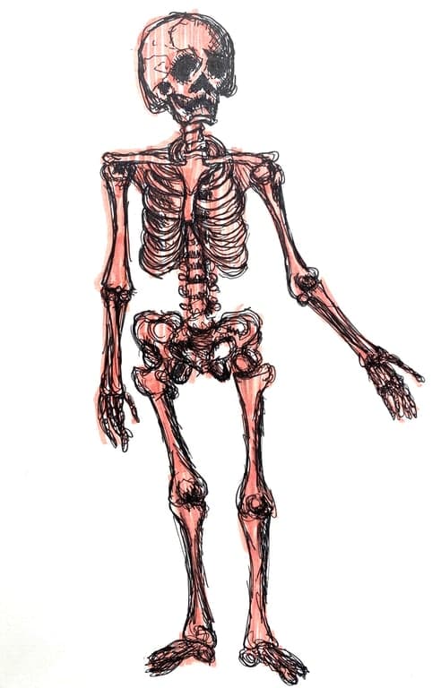 Art for Skeleton