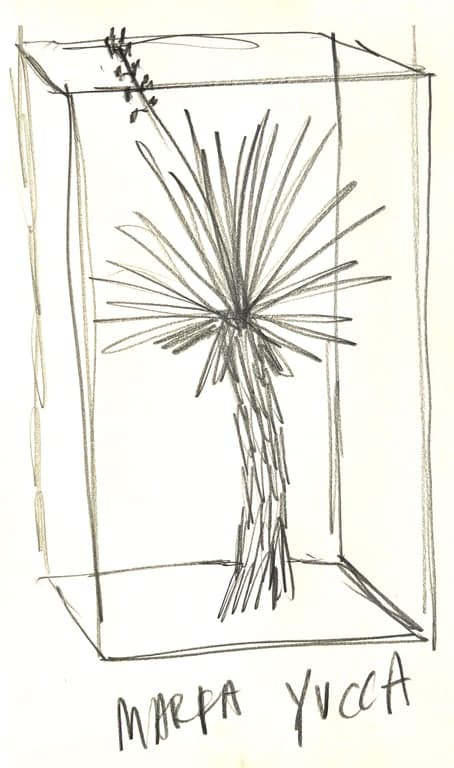 Art for First Sketch! Marfa Yucca